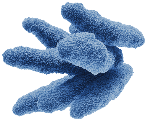 Bacillus Subtilis