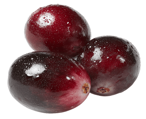 Cranberry Fruit